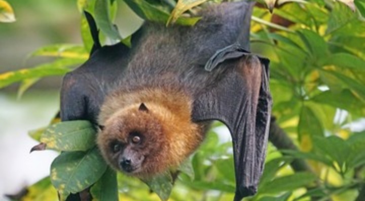 virus-nipah-disebut-lebih-mematikan-daripada-corona-muncul-di-india-bersumber-dari-kelelawar.jpg