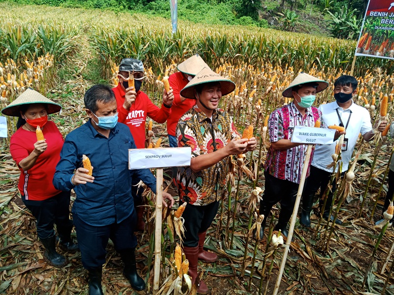 wakil-gubernur-sulut-steven-kandouw-panen-jagung-hibrida.jpg