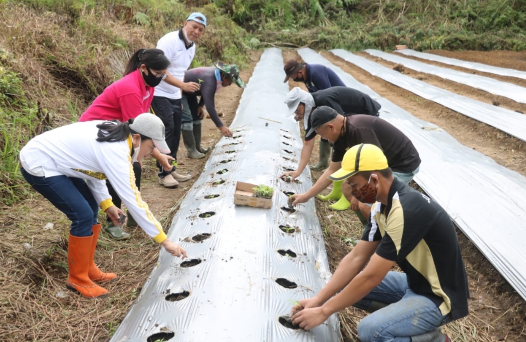 wali-kota-tomohon-jimmy-feidie-eman-saat-melakukan-penanaman-bibit-rica.jpg