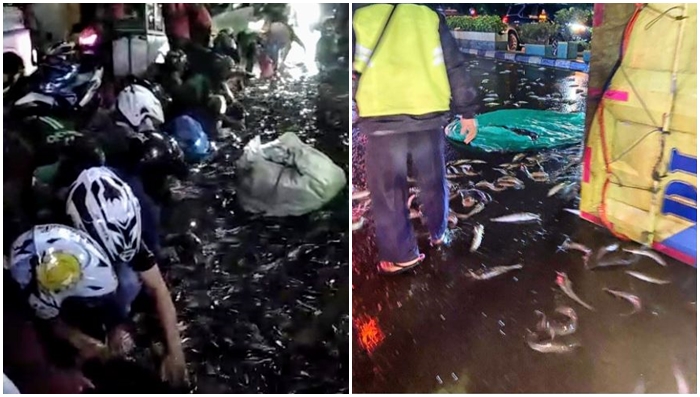 VIRAL Video Warga Panen Ikan Lele di Jalan Usai Truk Kecelakaan hingga Terguling, Dikritik Netizen