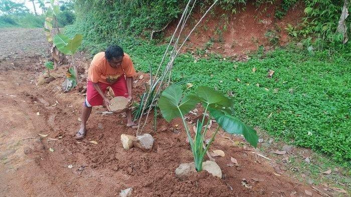 warga-menanam-pohon-pisang-di-jalan-kabupaten.jpg