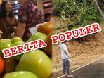 3-Berita-Populer-Sulut-Senin-24-Juni-2024-Harga-Tomat-Naik-Jalan-Penghubung-Bolsel-Bolmong-Longsor.jpg
