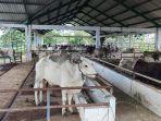 60-Ekor-Sapi-Kurban-Disiapkan-Pemkot-ManadoJelang-Iduladha-2024.jpg