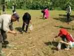Aiptu-Junaidy-Bakary-Dampingi-Petani-LPTI-Talawaan-Bantik-Lakukan-Pemupukan-Jagung.jpg