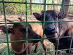 Anoa-di-penangkaran-ABC-Manado0.jpg