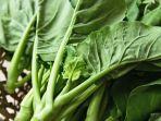 Apa-itu-sayur-kailan.jpg