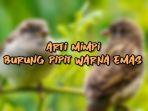 Arti-Mimpi-Tentang-Burung-Pipit-Warna-Emas.jpg