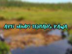 Arti-Mimpi-Tentang-Rawa-346.jpg