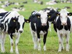 Arti-Mimpi-Tentang-Sapi-Bisa-Jadi-Simbol-Kesejahteraan-dan-Kemakmuran-Ini-Tafsirnya.jpg