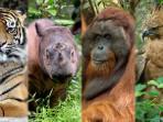 Daftar-Hewan-Endemik-Indonesia-yang-Terancam-Punah-Dari-Harimau-Sumatera-hingga-Pesut-Mahakam.jpg