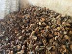 HARGA-KOPRA-Info-terbaru-harga-kopra-di-Kota-Manado-Sulawesi-Utara-Senin-962025.jpg