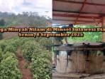 HARGA-MINYAK-NILAM-Update-harga-minyak-nilam-di-Minsel-Sulawhjghj.jpg