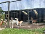 HEWAN-KUCING-Kucing-yang-ada-di-Animal-Friends-Manado-Indonesia.jpg