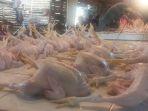 Harga-Ayam-Daging-di-Bitung-Sulawesi-Utara-Naik-Rp-5-Ribu-Per-Ekor-Jelang-Ramadan-2024.jpg