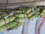 Harga-jagung-manis-di-Kabupaten-Bolaang-Mongondow-Timur-Boltim-Sulawesi-Utara90.jpg