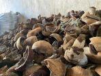 INFO-HARGA-Kopra-di-Pasar-45-Kota-ManadoHGHFGH879JKHJKHJK.jpg