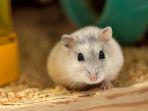 Ilustrasi-hamster-Arti-Mimpi-Tentang-Hamster.jpg
