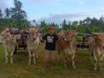 JUARA-Sapi-sapi-milik-Rio-Tumundo-warga-Desa-Talawaan-00-0454545.jpg