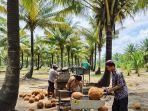 KOPRA-Ilustrasi-para-petani-mengolah-buah-kelapa-menjadi-kopra0.jpg