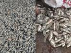 Kolase-foto-Ikan-mujair-mati-di-kolam-Desa-Tumpaan-Baru-Kabupaten-Minahasa-Selatan.jpg