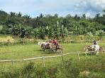 LOMBA-adu-cepat-sapi-atau-pacuan-roda-sapi-di-lintasan-Pacu-Sukur0-0.jpg