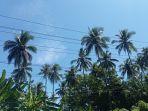 PETANI-SENANG-Potret-Perkebunan-Kelapa-di-Tateli-Kab-Minahasa-Sulut-Jumat-472025.jpg