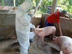 Pemerintah-umumkan-ASF-atau-African-Swine-Fever-dsf.jpg