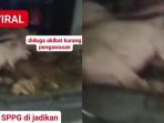 Penampakan-sejumlah-babi-yang-diangkut-mobil-MBG-di-Nisel.jpg