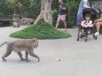 Penyebab-Turis-di-Bali-Harus-bayar-Suntik-Antirabies-Rp-97-Juta-karenaDigigit-Monyet.jpg
