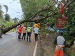 Pohon-Besar-Roboh-di-Jalan-Manado-Bitung-Sulawesi-Utara.jpg