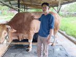 SAPI-LIMOSIN-Peternak-cum-pedagang-sapi-Joko-Sugianto-bersama-sapi-sapi.jpg