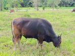 Sapi-Bali-merumput-di-tempat-pemeliharaan-di-Desa-Mapanget-Kecamatan-Talawaan-Minahasa-Utara-1.jpg