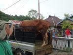 Sapi-Limosin-bernama-Arjuna-sumbangan-Presiden-Prabowo-Subianto.jpg