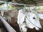 Sapi-yang-akan-dikurbankan-di-Manado.jpg