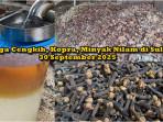 Info Harga Cengkih, Kopra dan Minyak Nilam di Sulawesi Utara, Selasa 30 September 2025