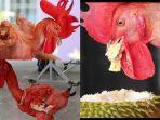 Viral-Ayam-Unik-Tanpa-Bulu-Hidup-Bak-Manusia-Hobi-Makan-Durian-dan-Pakai-Kalung-Emas-di-Leher.jpg