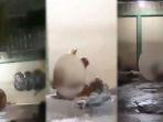 Viral-Video-Aksi-Sejoli-di-Bandung-Berhubungan-di-Pinggir-Jalan-tak-Peduli-dengan-Orang-Sekitar.jpg