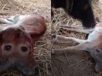 anak-sapi-lahir-dengan-2-kepala-12121.jpg