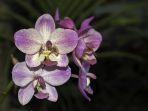 anggrek-violet.jpg