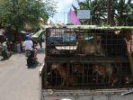 anjing-56.jpg