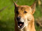 anjing-bernyanyi-dingo.jpg