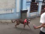 anjing-pelacak-jenis-k9-121212.jpg