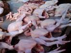 ayam-potong.jpg