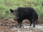 babi-hutan111.jpg
