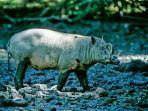 babirusa-5-92.jpg