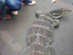 biawak-bernama-momon.jpg