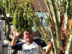 buah-kurma-tumbuh-lebat-di-halaman-rumah-salah-satu-warga-kota-mataram-ntb-3473458.jpg