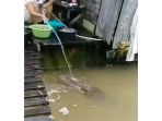 buaya-lapar_20171204_081931.jpg