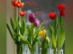 bunga-tulip.jpg