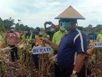 bupati-talaud-takjub-warga-bisa-taman-jagung-dan-kacang-di-lahan-berbatu-dan-karang.jpg